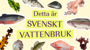 Foto: Nordic Seafarm, Nordic Trout, Lena Koller, Scandinav, Susan Gotensparre, Gårdsfisk, Fredrik Norén, Saltsmak, Per Magnus Persson, Scandinav, Umlax.
